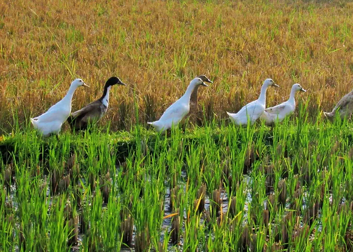 Temuku ウブド