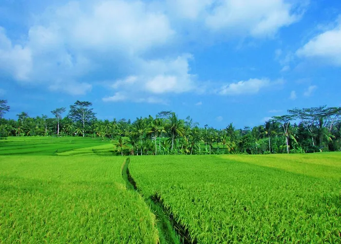 Temuku Ubud